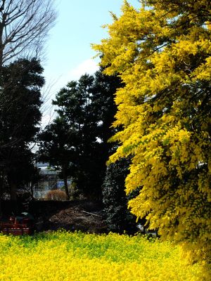 川和町駅前の菜の花畑（ミモザ）
