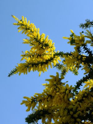 川和町駅前の菜の花畑（ミモザ）
