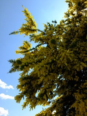 川和町駅前の菜の花畑（ミモザ）
