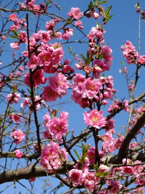 川和町駅前の菜の花畑
