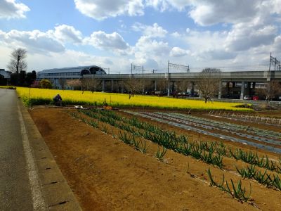 川和町駅前の菜の花畑
