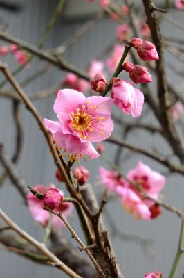 淡島神社（折本）紅梅

