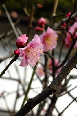 淡島神社（折本）紅梅
