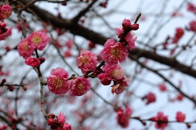 鶴見川サイクリングロード（川向）
