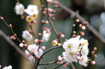 浄念寺川せせらぎ緑道上流
