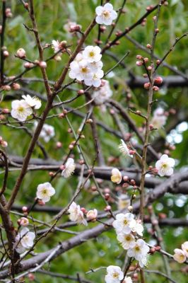 浄念寺川せせらぎ緑道上流
