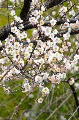 浄念寺川せせらぎ緑道上流
