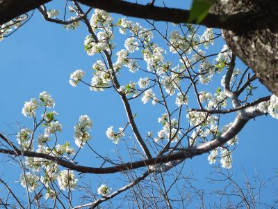 けやきが丘（大島ざくら）
