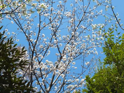 けやきが丘（大島ざくら）
