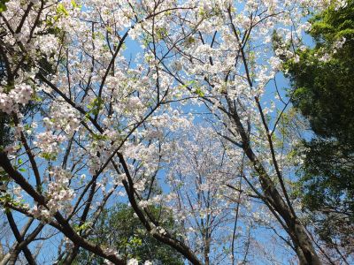 けやきが丘（大島ざくら）
