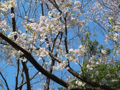 けやきが丘（大島ざくら）
