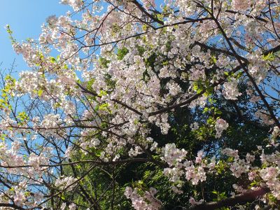 けやきが丘（大島ざくら）
