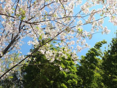 けやきが丘（大島ざくら）
