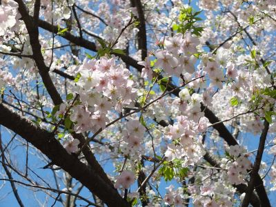 けやきが丘（大島ざくら）
