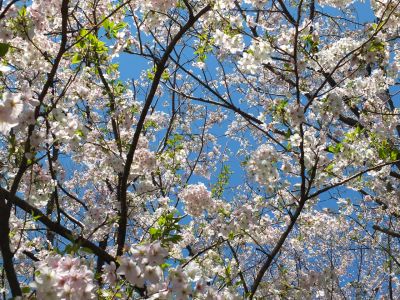 けやきが丘（大島ざくら）
