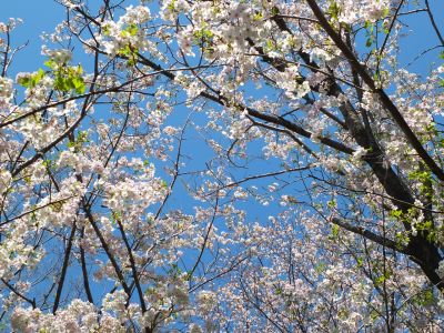 けやきが丘（大島ざくら）
