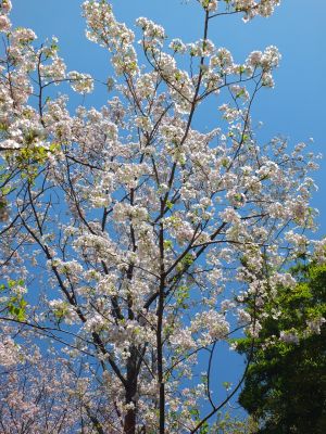 けやきが丘（大島ざくら）
