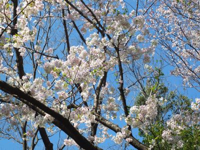 けやきが丘（大島ざくら）
