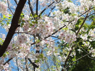 けやきが丘（大島ざくら）
