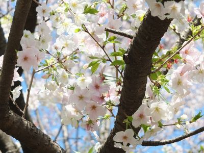 けやきが丘（大島ざくら）
