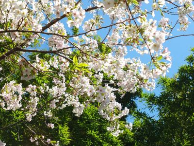 けやきが丘（大島ざくら）
