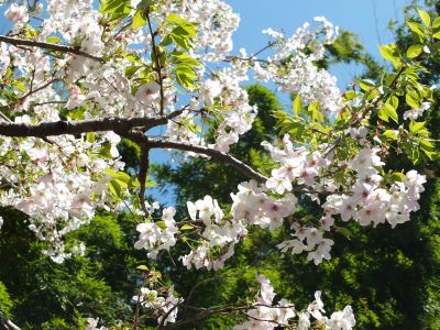 けやきが丘（大島ざくら）
