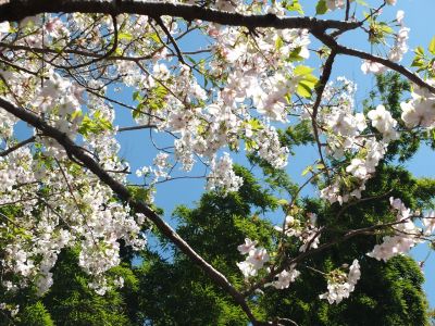 けやきが丘（大島ざくら）
