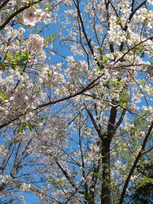 けやきが丘（大島ざくら）
