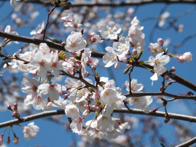 けやきが丘（大島ざくら）
