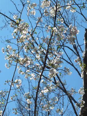 鴨池公園（枝垂れ桜）
