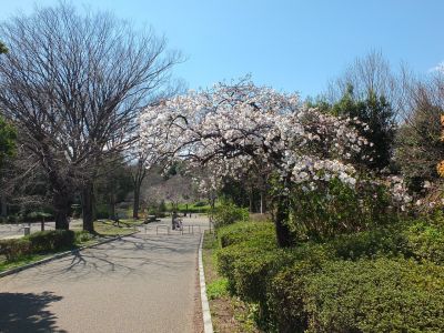 鴨池公園（枝垂れ桜）
