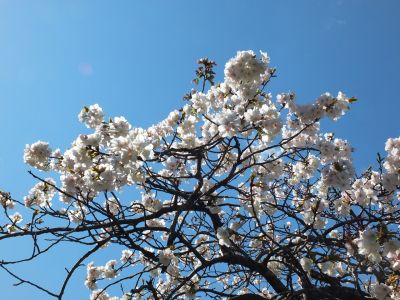 鴨池公園（枝垂れ桜）
