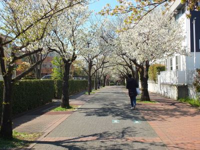 桜のトンネル（都筑ふれあいの丘への緑道）大島ざくら
