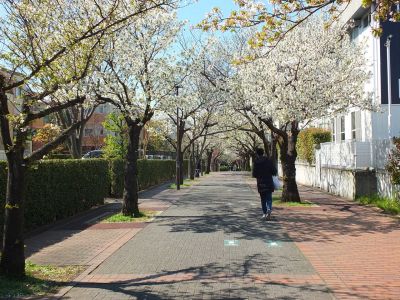 桜のトンネル（都筑ふれあいの丘への緑道）大島ざくら
