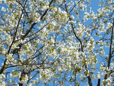 桜のトンネル（都筑ふれあいの丘への緑道）大島ざくら
