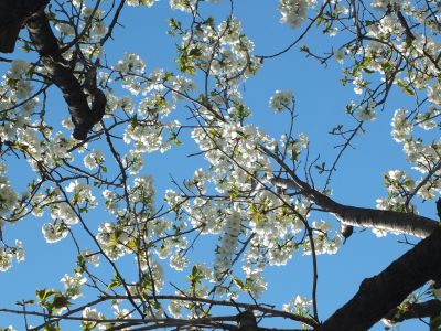 桜のトンネル（都筑ふれあいの丘への緑道）大島ざくら
