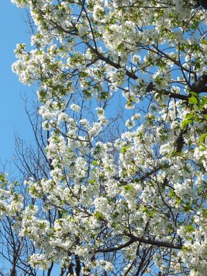 桜のトンネル（都筑ふれあいの丘への緑道）大島ざくら

