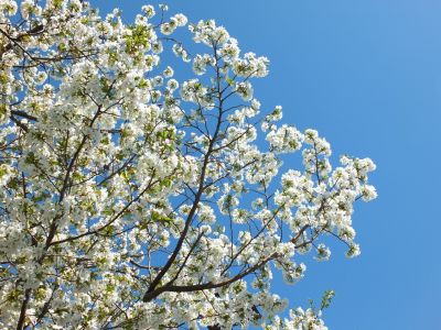 桜のトンネル（都筑ふれあいの丘への緑道）大島ざくら
