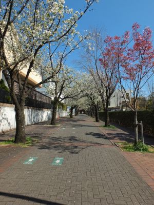 桜のトンネル（都筑ふれあいの丘への緑道）大島ざくら
