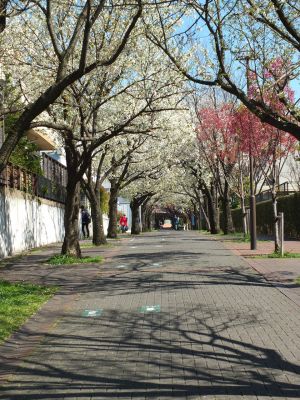 桜のトンネル（都筑ふれあいの丘への緑道）大島ざくら

