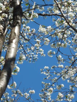 桜のトンネル（都筑ふれあいの丘への緑道）大島ざくら
