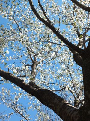 桜のトンネル（都筑ふれあいの丘への緑道）大島ざくら
