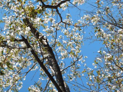 桜のトンネル（都筑ふれあいの丘への緑道）大島ざくら

