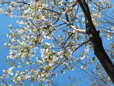 桜のトンネル（都筑ふれあいの丘への緑道）大島ざくら
