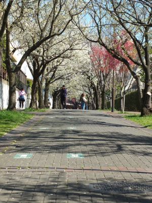 桜のトンネル（都筑ふれあいの丘への緑道）大島ざくら
