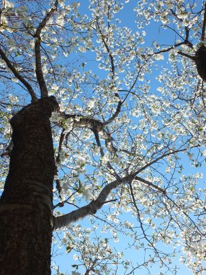 桜のトンネル（都筑ふれあいの丘への緑道）大島ざくら
