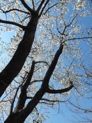 桜のトンネル（都筑ふれあいの丘への緑道）大島ざくら
