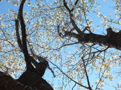 桜のトンネル（都筑ふれあいの丘への緑道）大島ざくら
