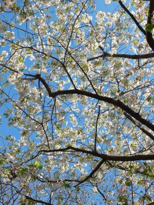 桜のトンネル（都筑ふれあいの丘への緑道）大島ざくら
