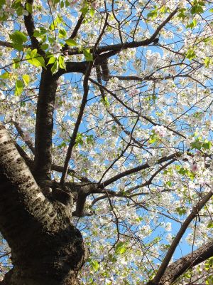 桜のトンネル（都筑ふれあいの丘への緑道）大島ざくら

